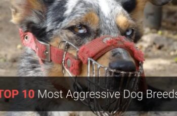 top 10 aggressive dogs
